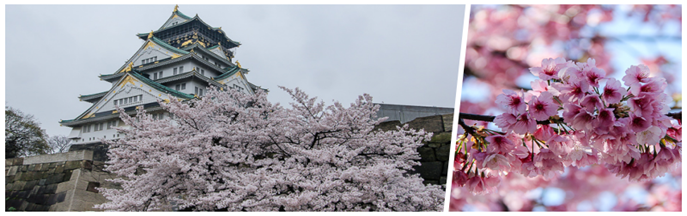 Description: collage-osaka-hoa-anh-dao