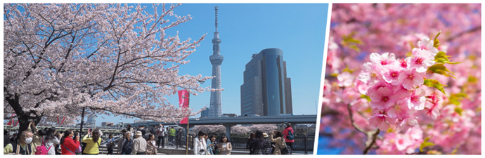 Description: collage-tokyo-hoa-anh-dao