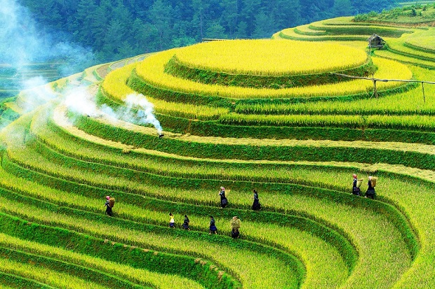 HÀ NỘI - MÙ CANG CHẢI - NGỌC CHIẾN - MÙA LÚA CHÍN