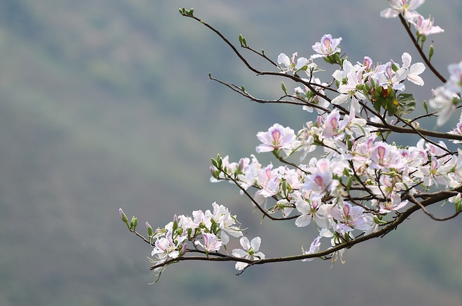 HÀ NỘI - ĐIỆN BIÊN - LỄ HỘI HOA BAN - HÀ NỘI